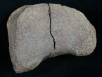 Edmontosaurus Toe Bone - South Dakota #8367-1